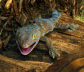 gecko tokay